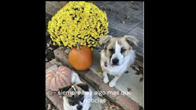 Un Reencuentro Inesperado.