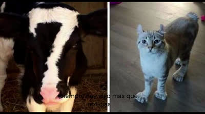 ¡Descubre el Top 15 de Criaturas Extraordinarias!