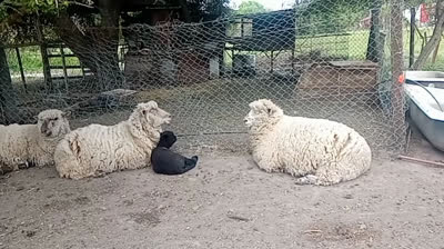 Novia Cumbianchera mi corazón se enamoró canta Giselle Romina Castillo Vargas seudónimo Giselle Darlene Novia Cumbianchera