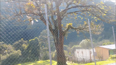 Un árbol que llora, un brasier y un alacrán, el día a día del docente
