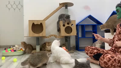 Funny Felines in Action: Guaranteed Laughter in Every Amusing Clip