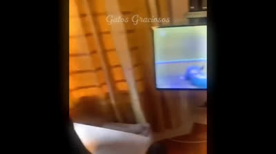 Laugh Out Loud: The Funniest Cat Videos on the Internet