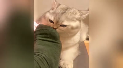 Feline Madness: Funny Cat Videos that Will Make You Smile All Day