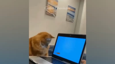 Furry Chuckles: An Unmissable Collection of Funny Cat Videos