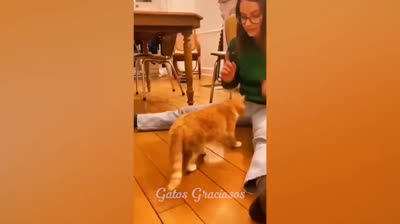 Feline Moments: Guaranteed Laughter with Funny Cat Videos