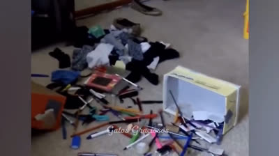 Funny Felines in Action: Videos Unleashing Uncontrollable Laughter