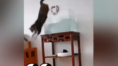 Laugh with Claw!: Funny Cat Videos that Will Make Your Laughter Soar