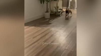 Pure Feline Comedy: Videos of Funny Cats You Must See