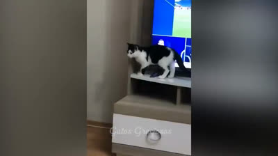 Funny Cat Videos TV